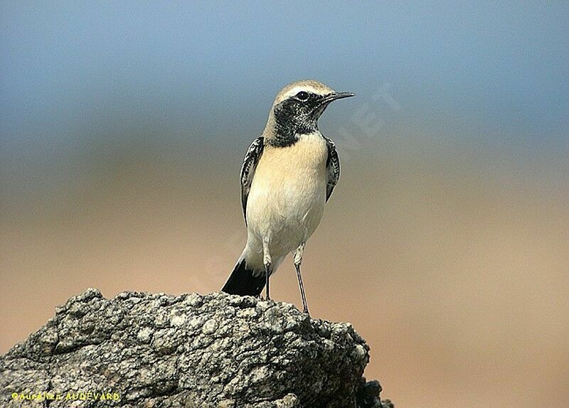 Desert Wheatear