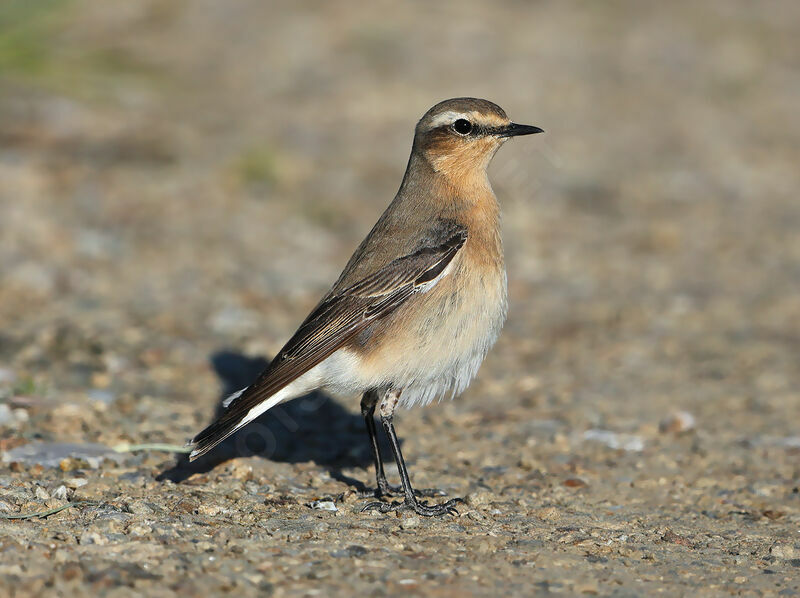 Northern Wheatear female adult, identification