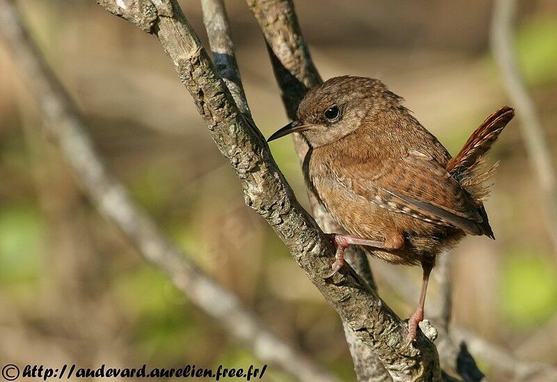 Eurasian Wren