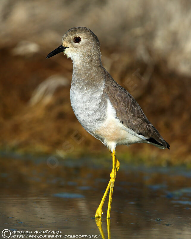 White-tailed Lapwing, identification