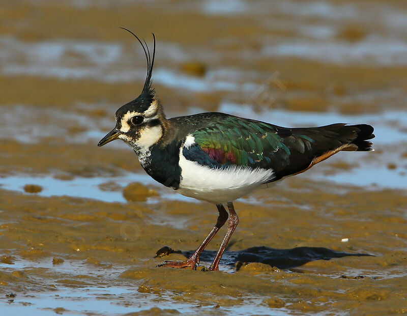 Northern Lapwingadult breeding, identification