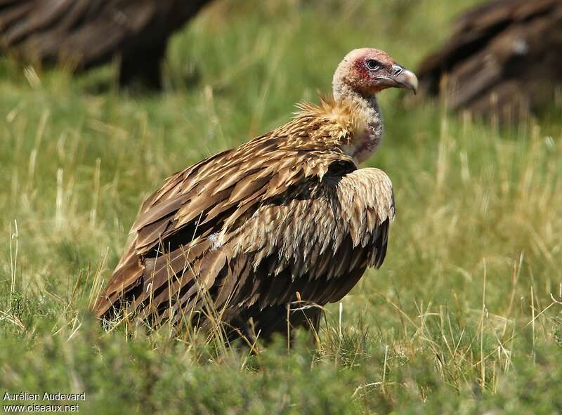 Himalayan Vultureimmature, identification