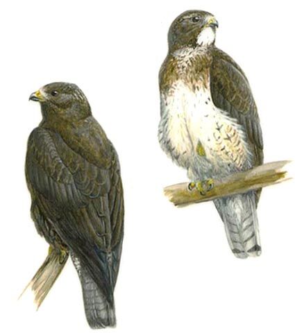 Swainson's Hawk