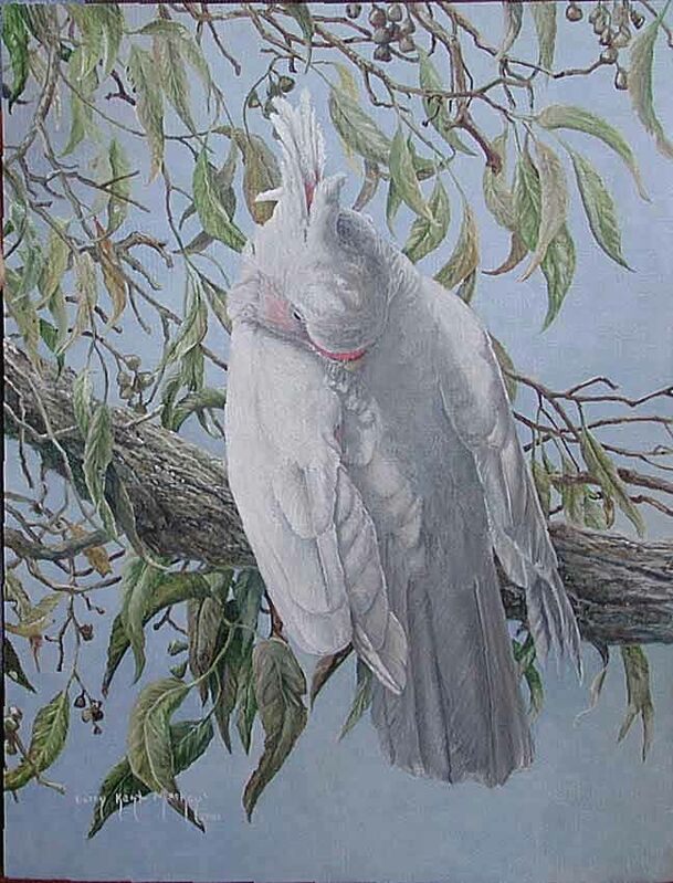 Pink Cockatoo