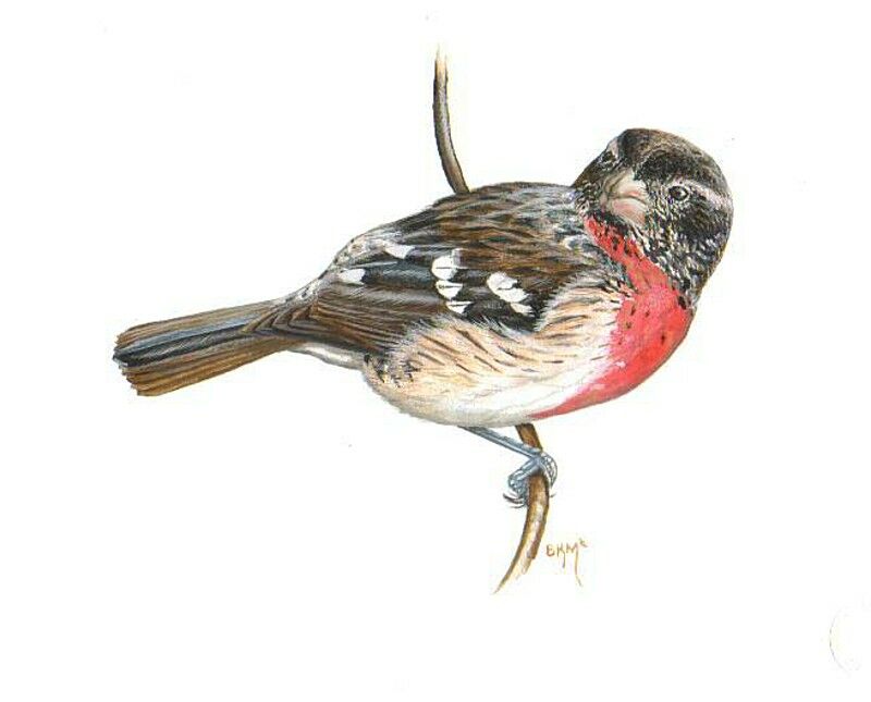 Rose-breasted Grosbeak