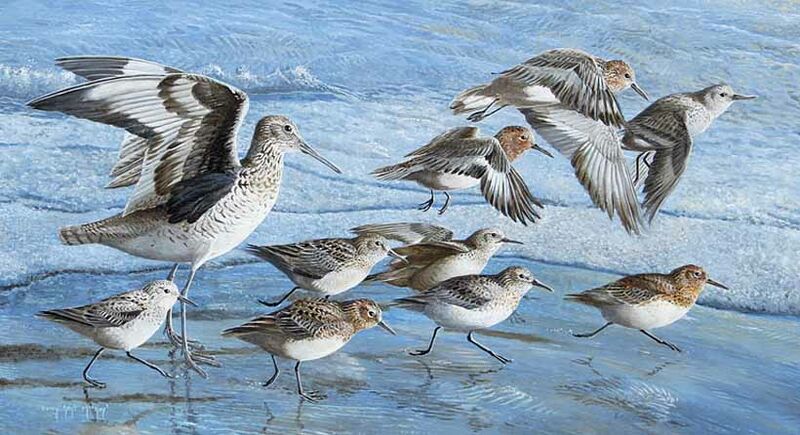 Willet