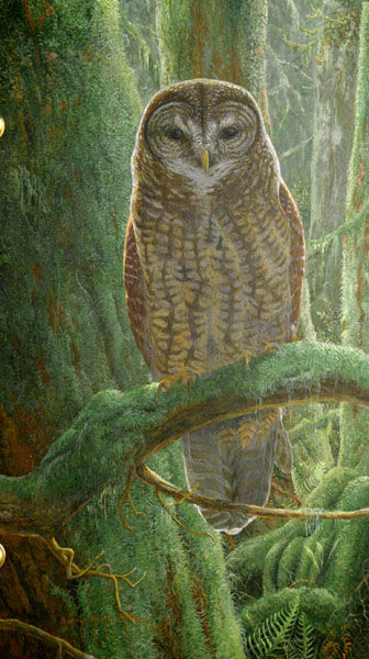 Spotted Owl