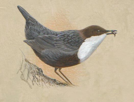 White-throated Dipper