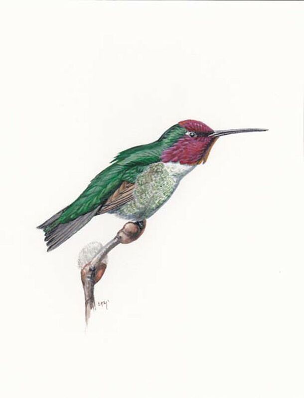 Colibri d'Anna