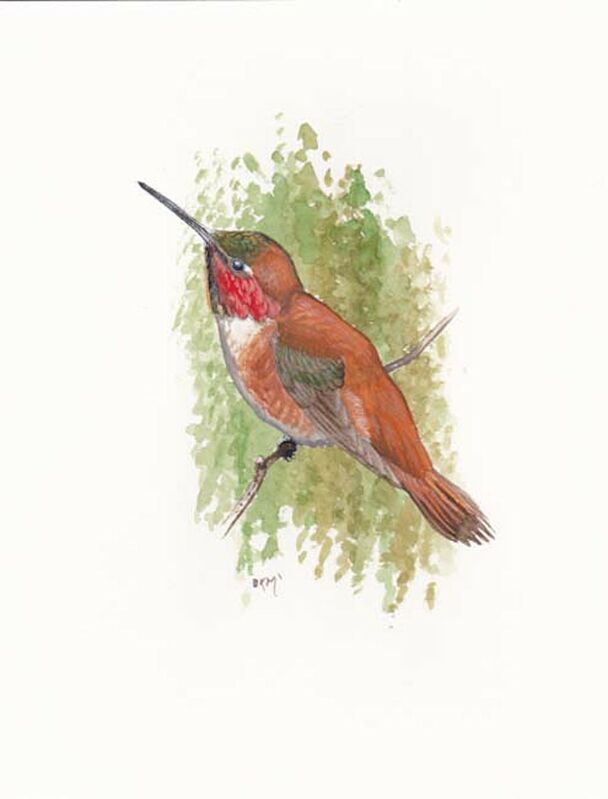 Rufous Hummingbird