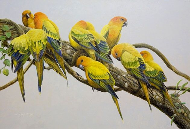 Sun Parakeet