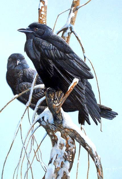 American Crow