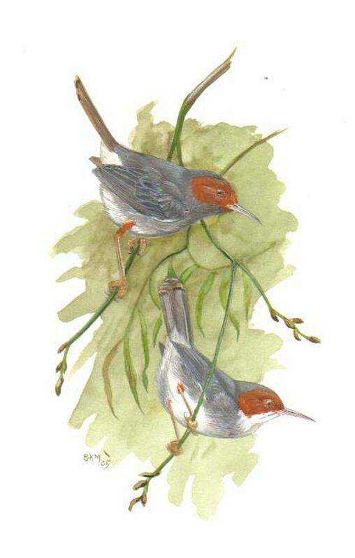 Ashy Tailorbird