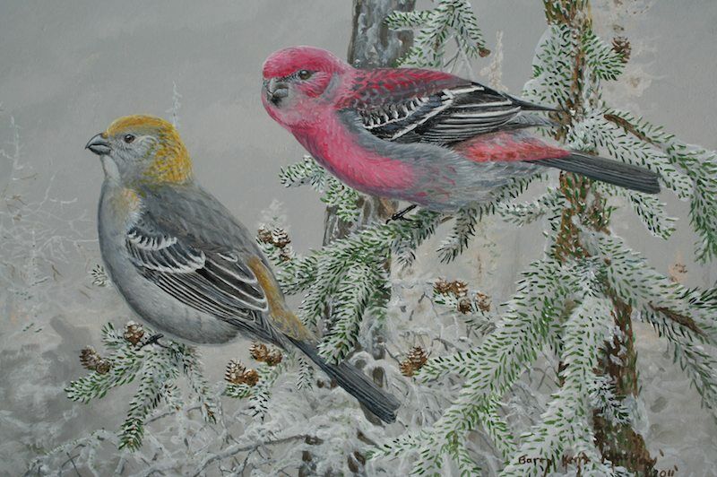 Pine Grosbeak