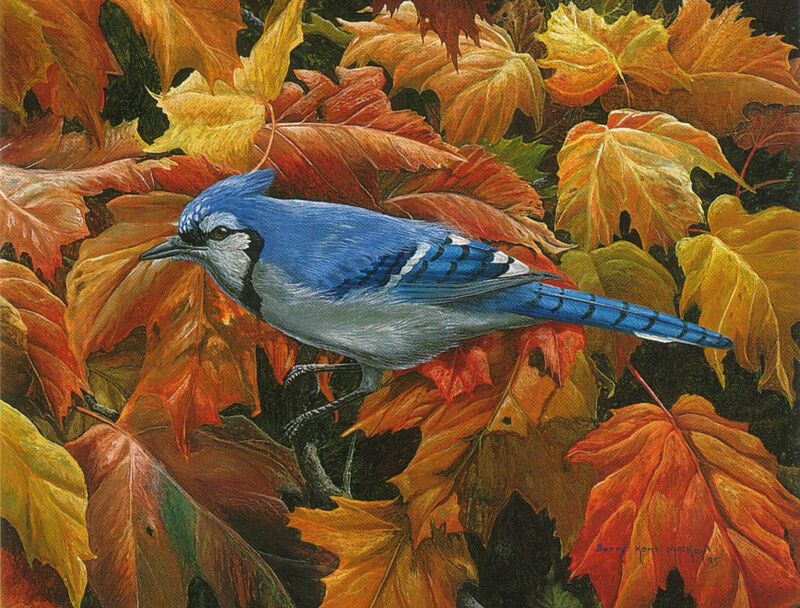 Blue Jay