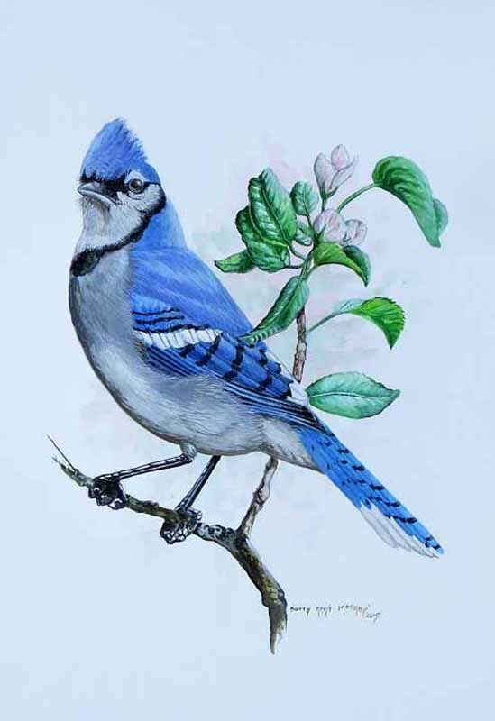 Blue Jay