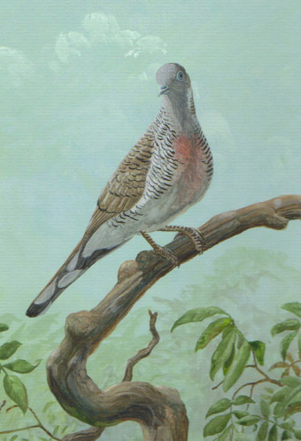 Zebra Dove