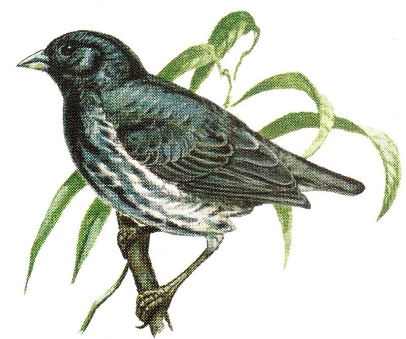 Sharp-beaked Ground Finch