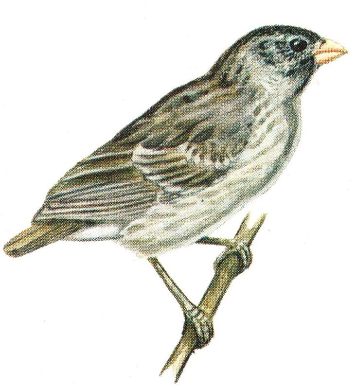 Small Tree Finch