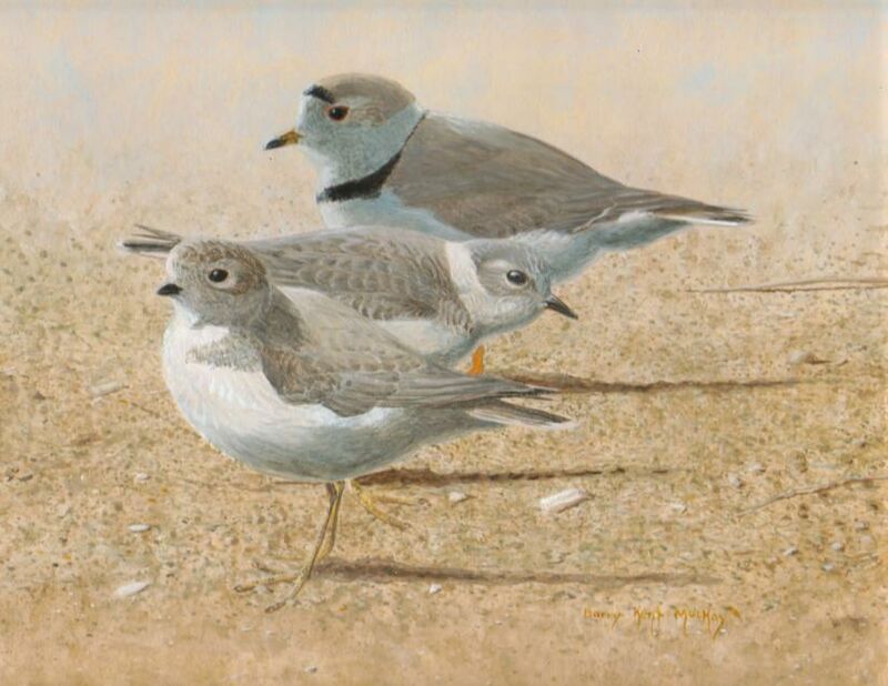 Piping Plover