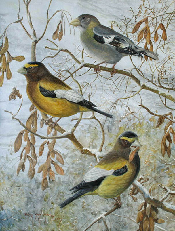 Evening Grosbeak