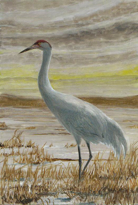 Whooping Crane