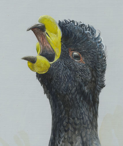 Yellow-knobbed Curassow