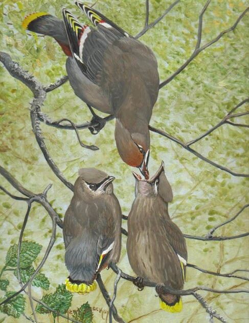 Bohemian Waxwing