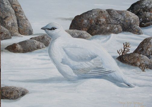 Rock Ptarmigan