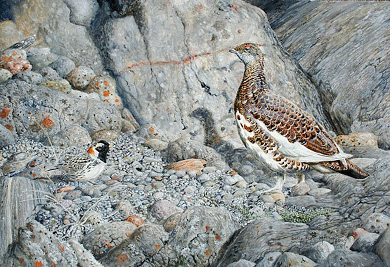 Rock Ptarmigan