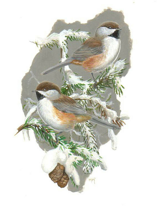 Boreal Chickadee