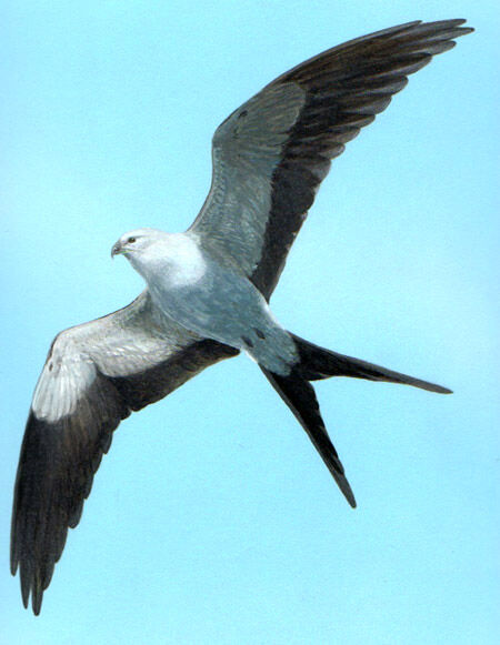 Swallow-tailed Kite