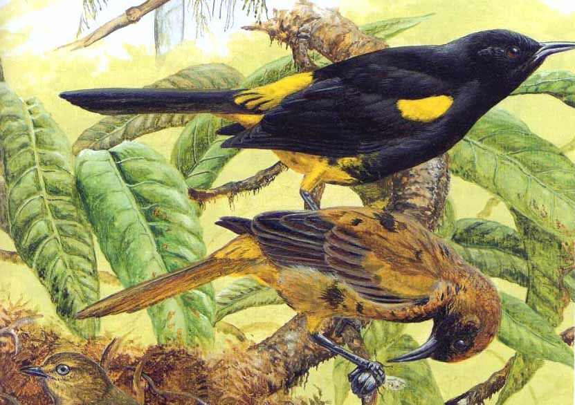 Oriole d'Hispaniola