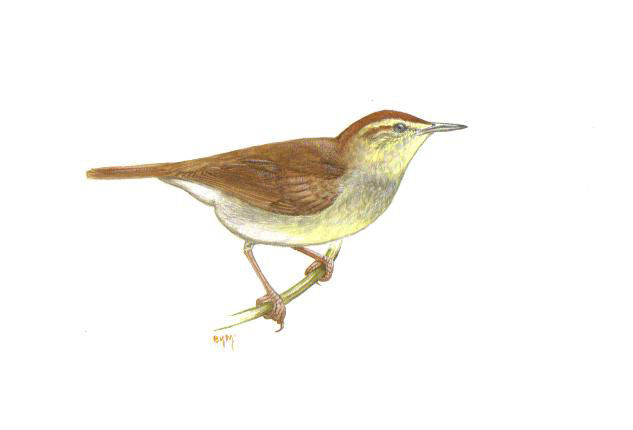 Swainson's Warbler