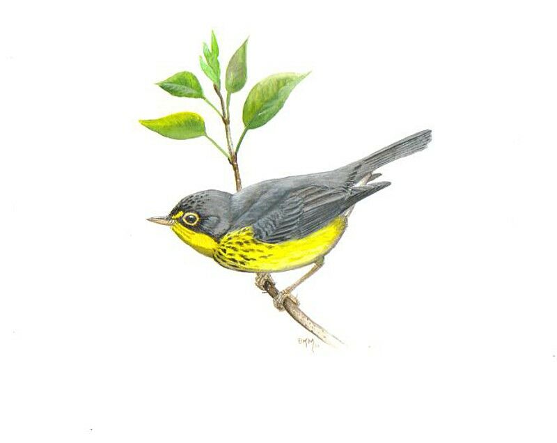 Canada Warbler