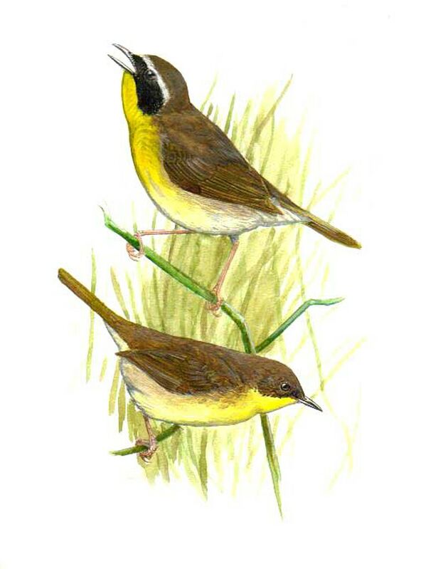 Common Yellowthroat