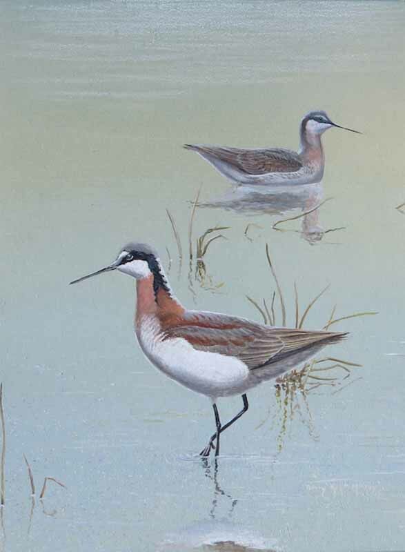 Wilson's Phalarope