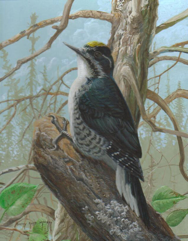 Black-backed Woodpecker