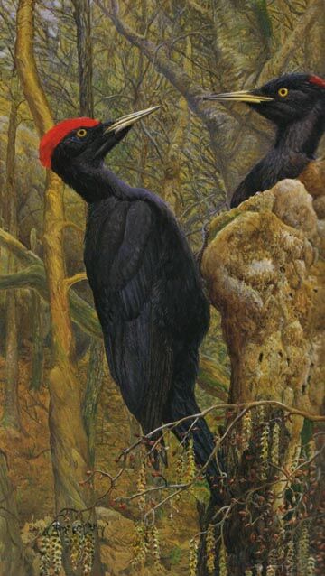 Black Woodpecker