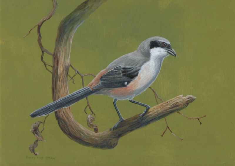 Long-tailed Shrike