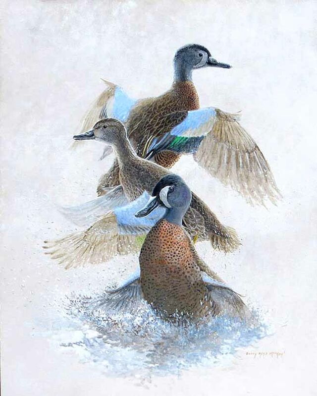 Blue-winged Teal