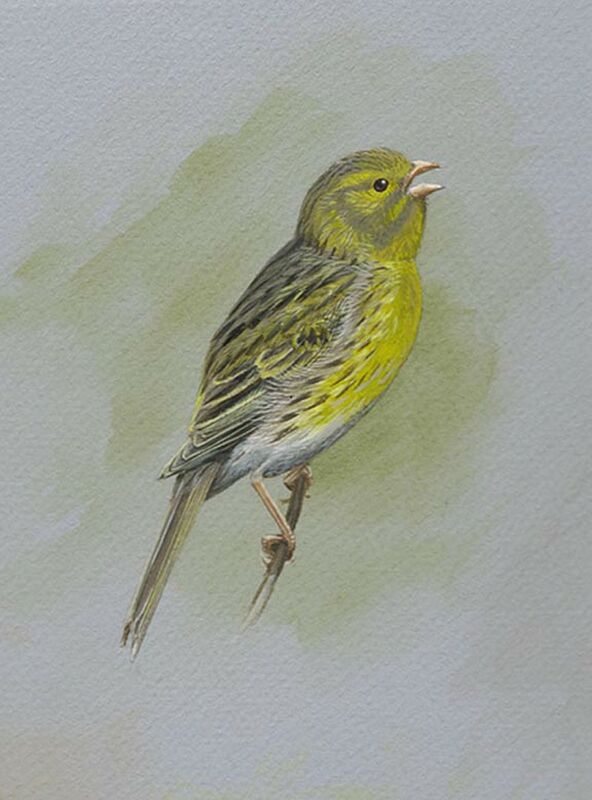 European Serin