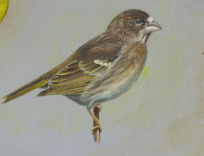 Thick-billed Seedeater