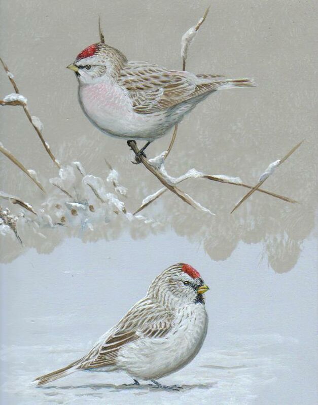 Arctic Redpoll