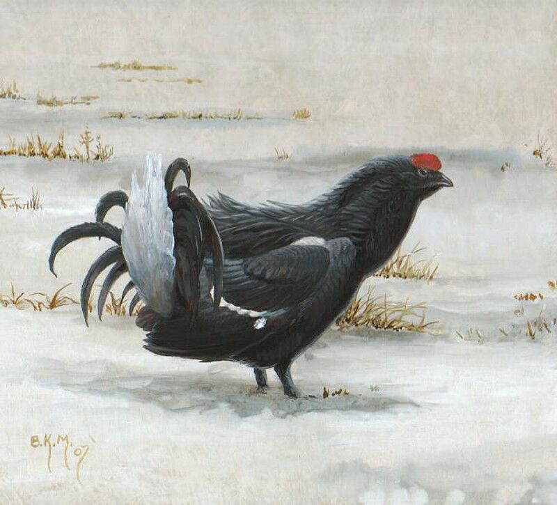 Black Grouse