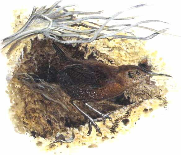 Sumichrast's Wren