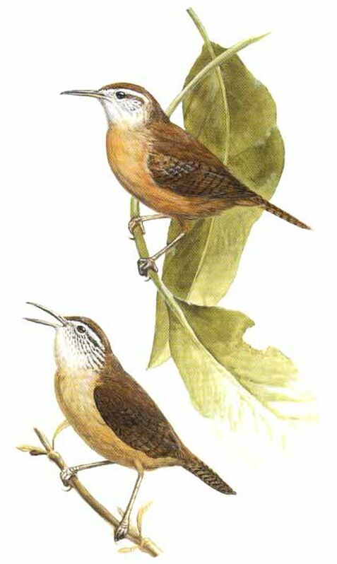 Buff-breasted Wren