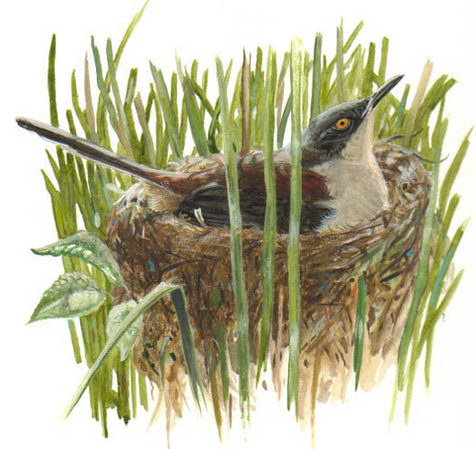 Black-capped Donacobius