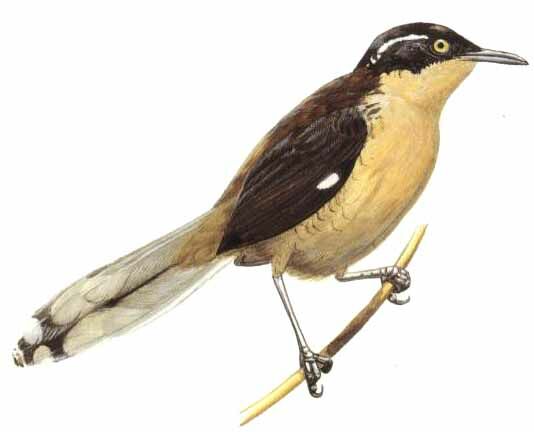 Black-capped Donacobius