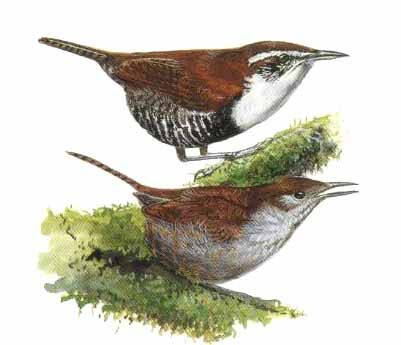 Black-bellied Wren